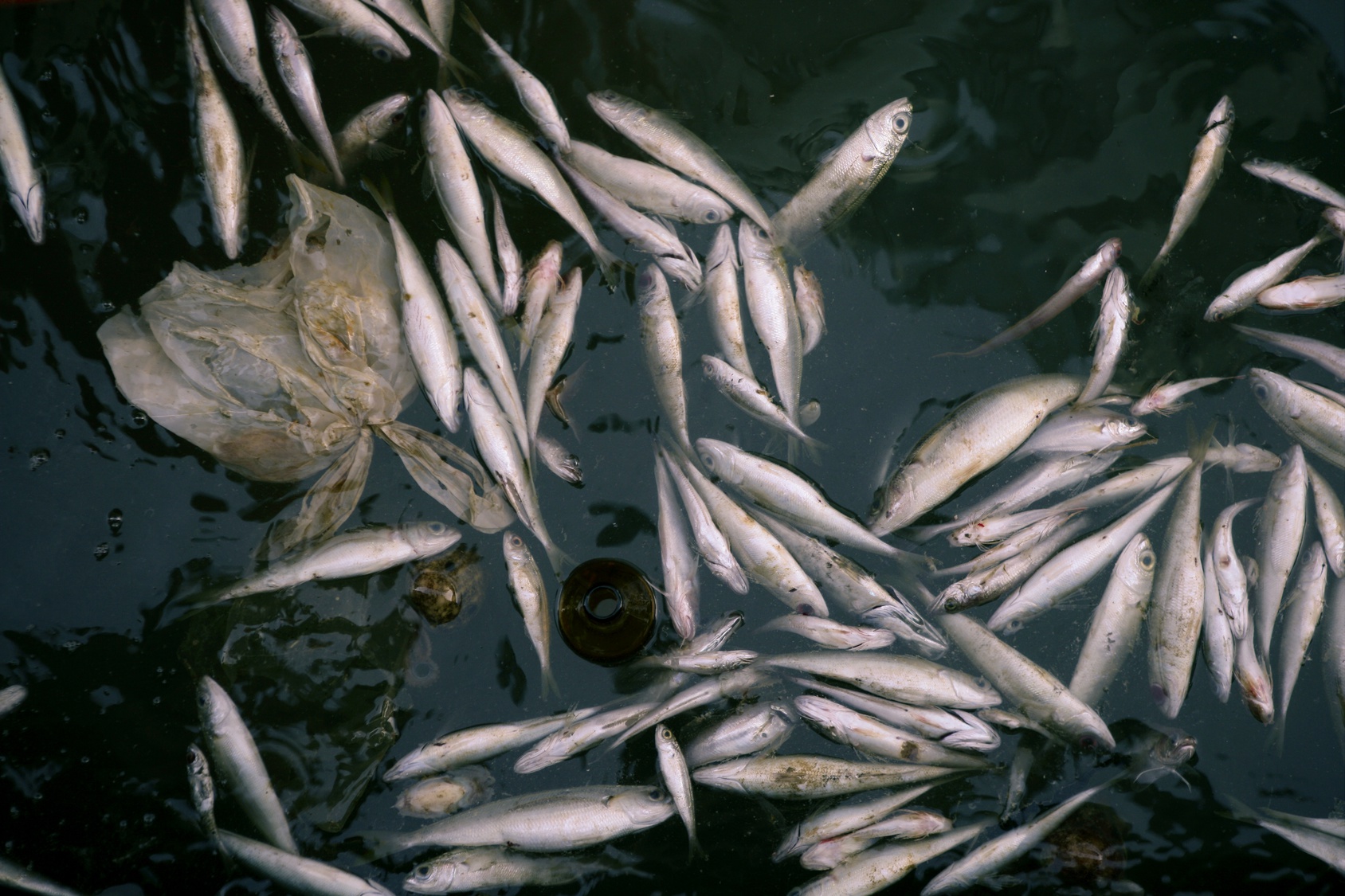 寒害最嚴重漁業損失莫過於大量養殖漁業的魚損，但近年 來的寒害除了養殖漁業的魚損外，更擴及臺灣近海漁業的魚損。