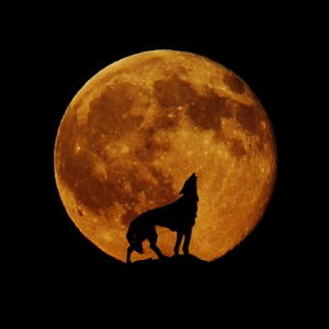 滿月來時大潮漲、野狼叫，你也激動了嗎？圖片
