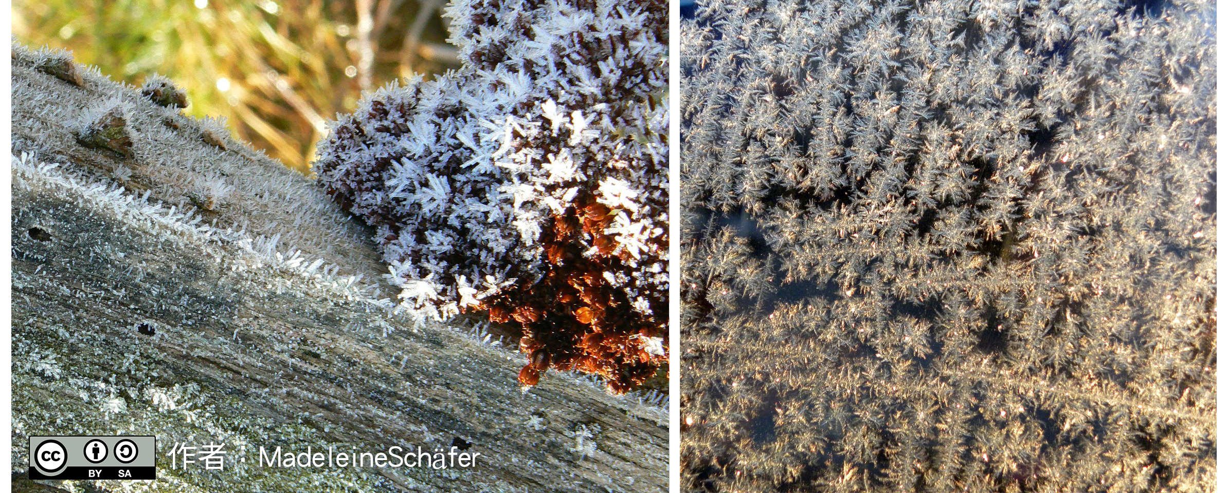 樹幹與葉片上的霜的外觀以及汽車擋風玻璃的霜的外觀。